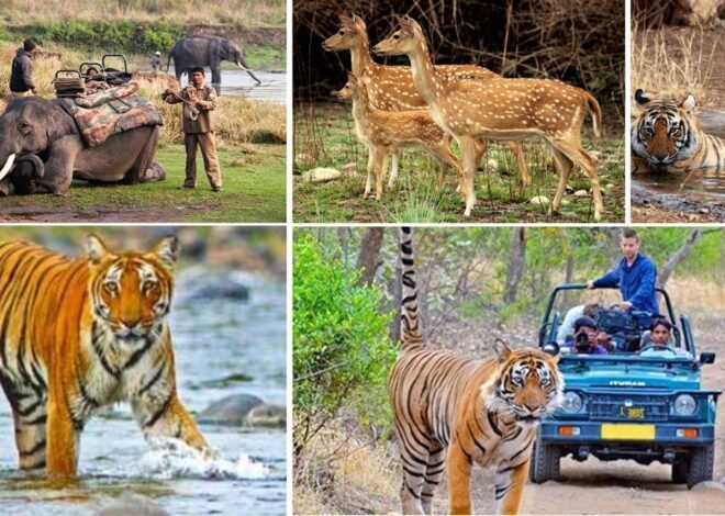 compare corbett and ranthambore for a 5 day wildlife photography trip in november on a 50k budget