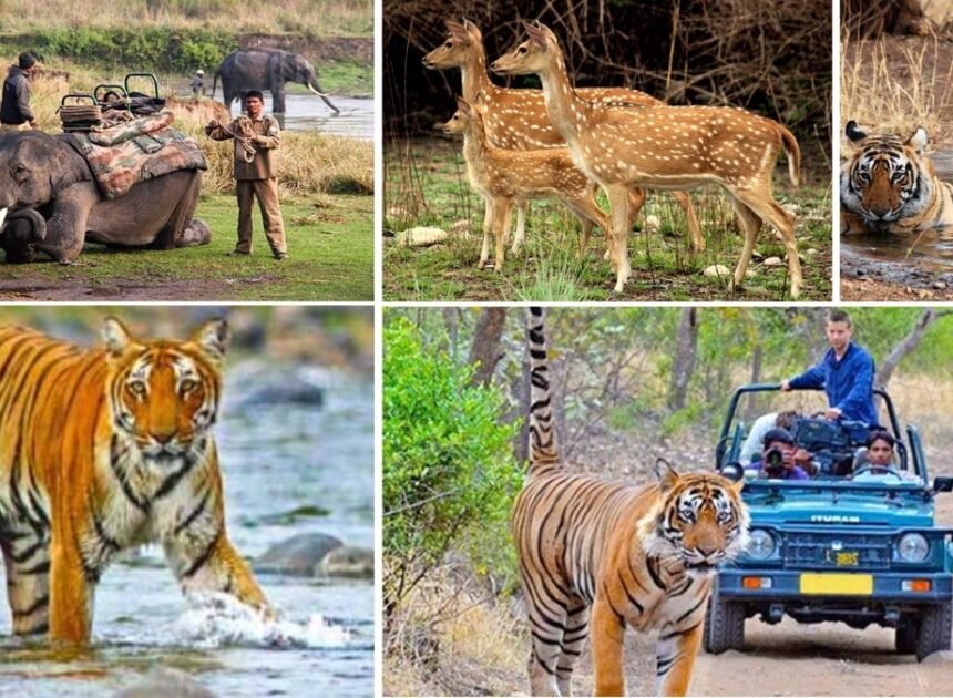 compare corbett and ranthambore for a 5 day wildlife photography trip in november on a 50k budget