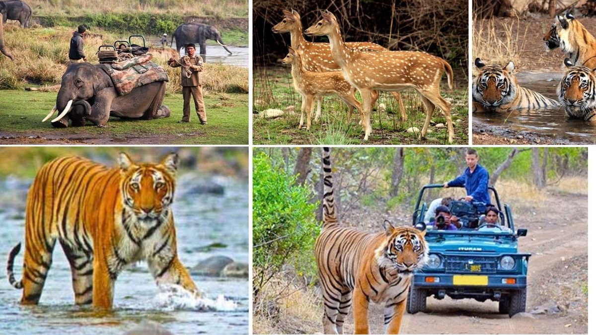 compare corbett and ranthambore for a 5 day wildlife photography trip in november on a 50k budget
